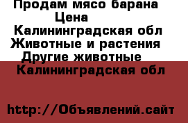 Продам мясо барана › Цена ­ 300 - Калининградская обл. Животные и растения » Другие животные   . Калининградская обл.